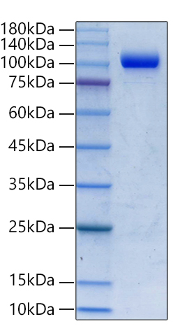 Recombinant Human PTK7/CCK4 Protein