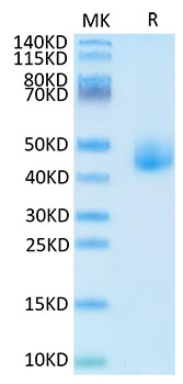 Recombinant Human DLK1 Protein