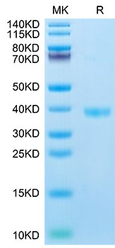 Recombinant Mouse JAM-A/F11R/CD321 Protein