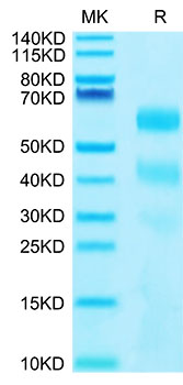 Recombinant Human KIR3DL2/CD158k Protein