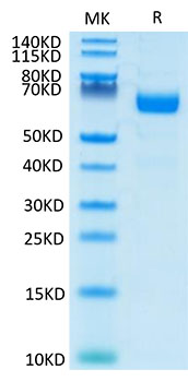 Recombinant Human LILRA4/ILT-7/CD85g Protein