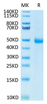 Recombinant Human KIR3DL3 Protein