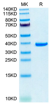 Recombinant Human Annexin A2/ANXA2 Protein