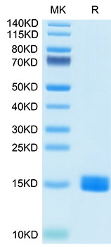 Recombinant Human MARCO Protein