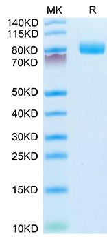 Recombinant Mouse MME/CD10 Protein