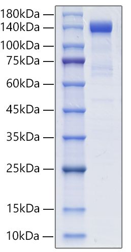 Recombinant Human PSMA/FOLH1 Protein