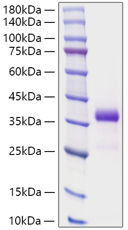 Recombinant Human IGFBP-7 Protein