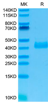 Recombinant Human NKp46/NCR1/CD335 Protein