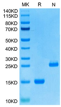 Recombinant Human GDF15 Protein