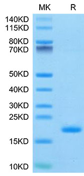 Recombinant Human ENPP-3(48-157) Protein