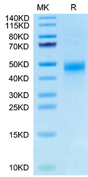 Biotinylated Recombinant Human CTGF/CCN2 Protein