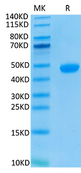 Biotinylated Recombinant Human Nectin-4/PVRL4 Protein