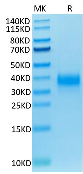 Biotinylated Recombinant Human KP43/KLRD1/CD94 Protein