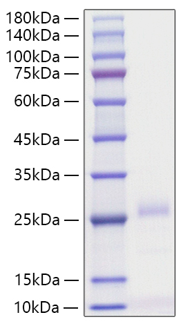 Recombinant Human IFN-beta Protein