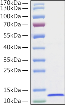 Recombinant Human CXCL14/BRAK Protein