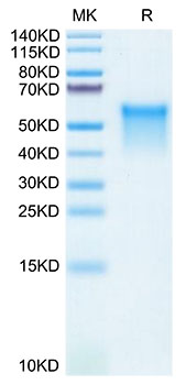 Recombinant Mouse GPVI Protein