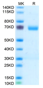 Recombinant Human Thrombopoietin R/MPL/CD110 Protein