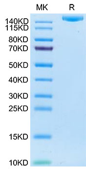 Recombinant Human IGF2R/CD222 Protein