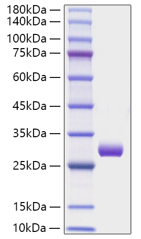 Recombinant Human Triosephosphate isomerase/TPI1 Protein