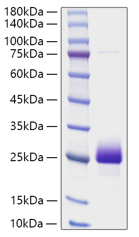 Recombinant Human NBL1 Protein