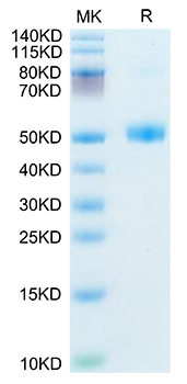 Recombinant Mouse FSH Beta Protein