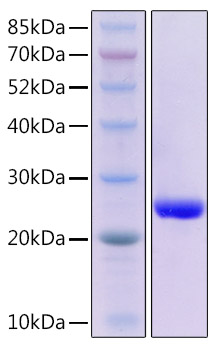 Recombinant Human GPX4 Protein