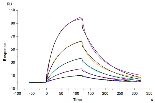 Recombinant Human Glycophorin-A/GYPA/CD235a protein