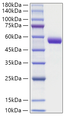 Recombinant Human Intrinsic factor/CBLIF Protein