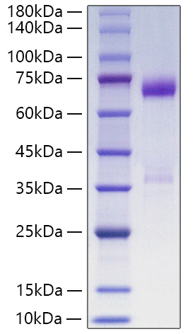 Recombinant Human Angiopoietin-like 3/ANGPTL3(17-460) Protein