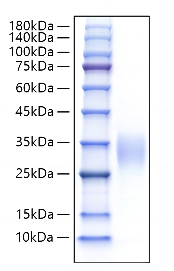 Recombinant Human IL-9 Protein