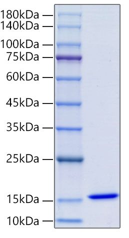 Recombinant Human Macrophage migration inhibitory factor/MIF Protein