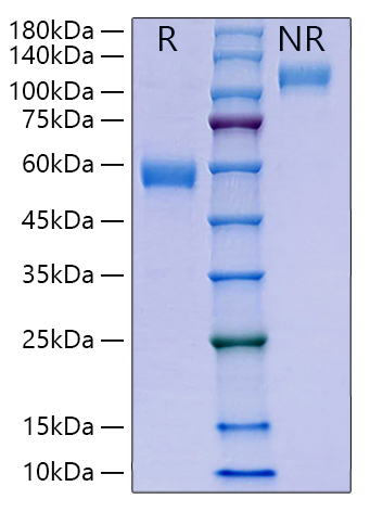 Recombinant Human Placenta growth factor/PlGF-131/PlGF-1 Protein