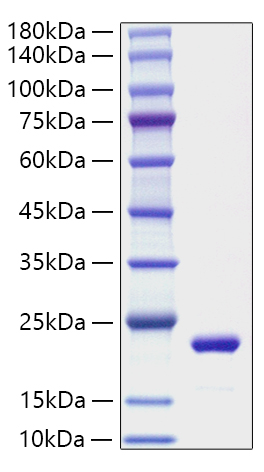 Recombinant Mouse IL-11 Protein