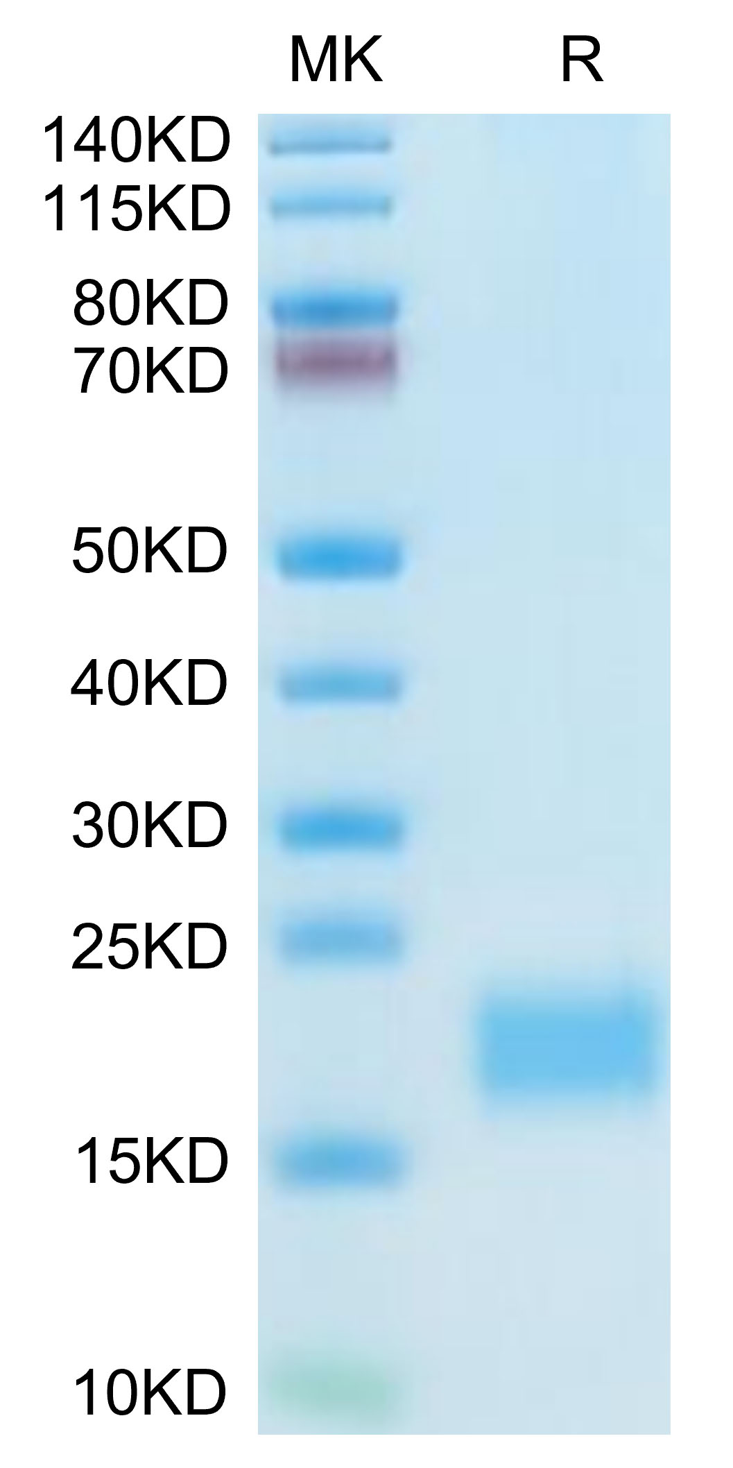 Recombinant Mouse CXCL13/BLC Protein