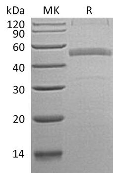 Recombinant Human Calumenin/CALU Protein