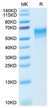 Recombinant Mouse LEU3/CD4 Protein