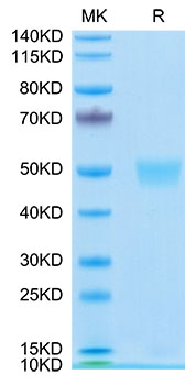 Recombinant Human LRG1 Protein