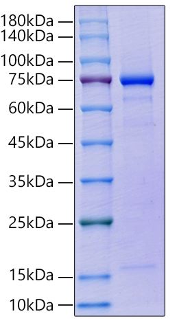 Recombinant Human GAS-6 Protein