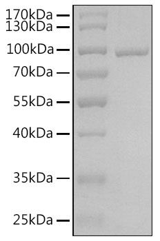 Recombinant Human Argonaute-3/AGO3 Protein