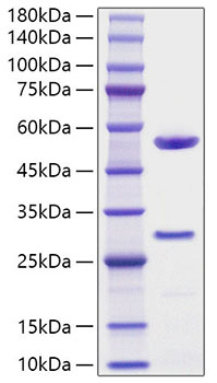 Recombinant Human Microfibrillar-associated protein 5 Protein