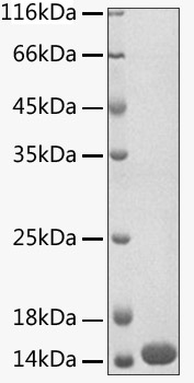 Recombinant Human CISD1 Protein