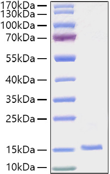 Recombinant Human EG-VEGF/PK1 Protein