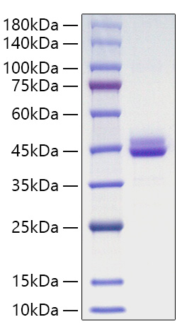 Recombinant Human CDC42 Protein