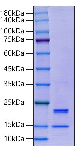 Recombinant Human Caspase-7/CASP7 Protein