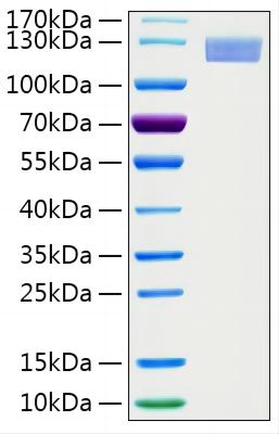 Recombinant Human ERAP2 Protein