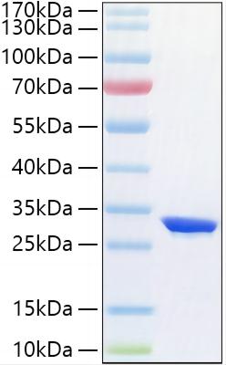 Recombinant Human HIF-1 alpha Protein