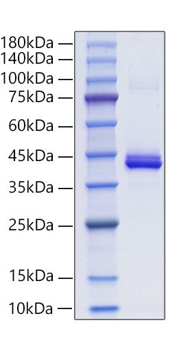 Recombinant Mouse CXCL4/PF-4 Protein