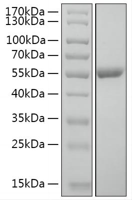 Recombinant Human Serpin E2/PN1 Protein