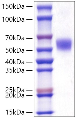 Recombinant Human LAP3 Protein