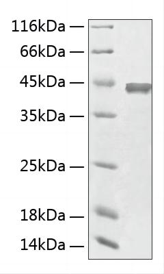 Recombinant Human Aminoacylase 1/ACY 1 Protein